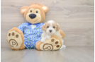 Fluffy Maltipoo Poodle Mix Pup