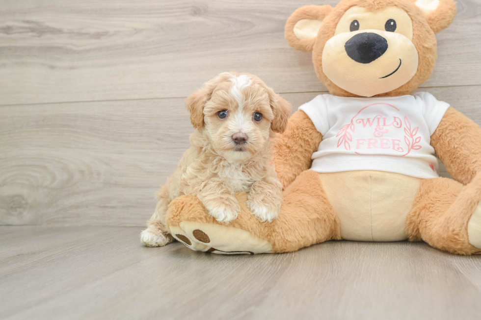 Fluffy Maltipoo Poodle Mix Pup