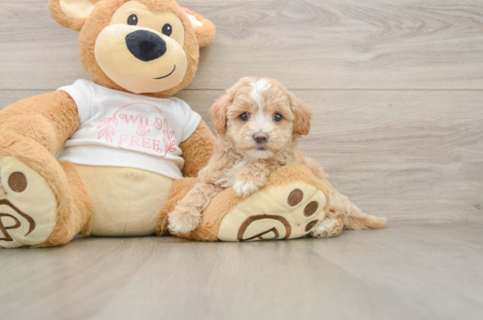 NASH, a Maltipoo littermate