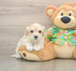 7 week old Maltipoo Puppy For Sale - Seaside Pups