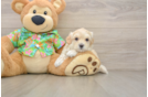 Sweet Maltipoo Baby