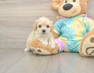 7 week old Maltipoo Puppy For Sale - Seaside Pups