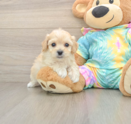 6 week old Maltipoo Puppy For Sale - Seaside Pups