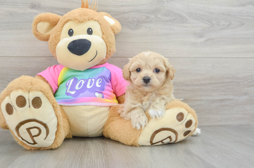 6 week old Maltipoo Puppy For Sale - Seaside Pups