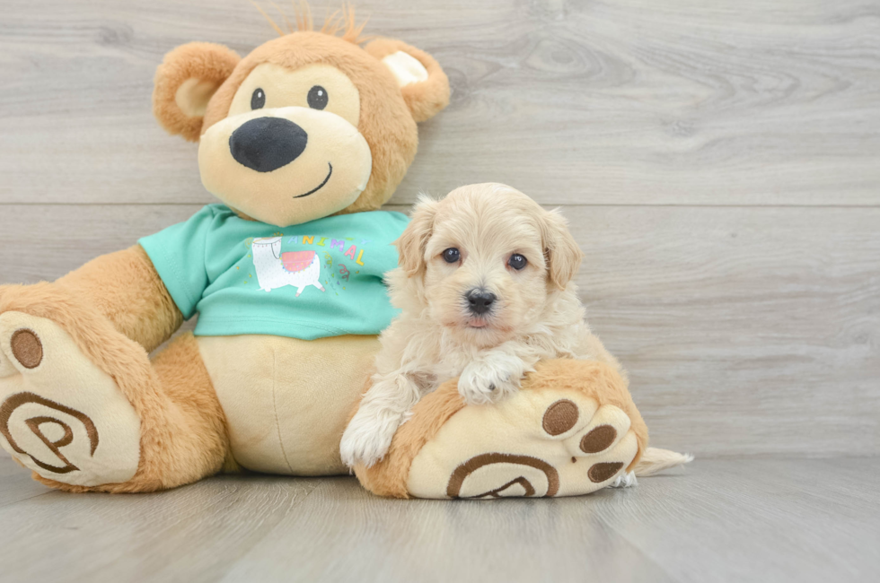 6 week old Maltipoo Puppy For Sale - Seaside Pups