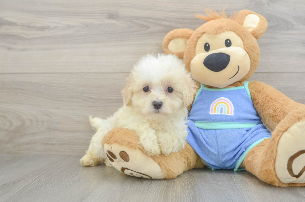 7 week old Maltipoo Puppy For Sale - Seaside Pups