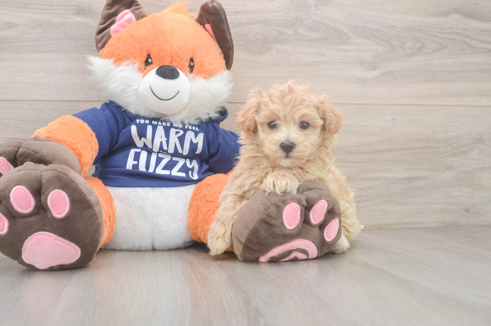 6 week old Maltipoo Puppy For Sale - Seaside Pups