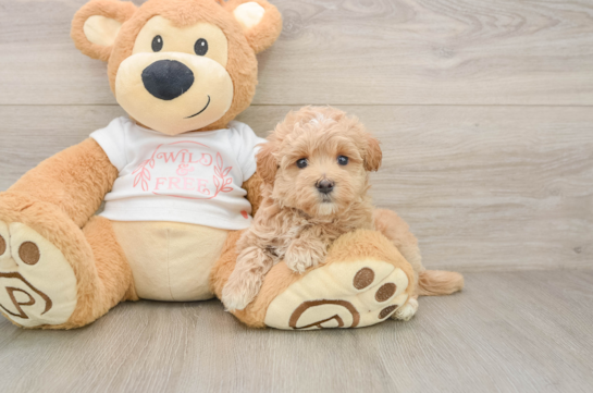 Best Maltipoo Baby