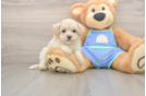 Maltipoo Puppy for Adoption