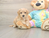 7 week old Maltipoo Puppy For Sale - Seaside Pups