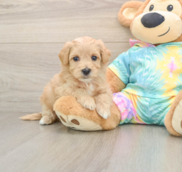 6 week old Maltipoo Puppy For Sale - Seaside Pups