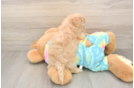 Funny Maltipoo Poodle Mix Pup