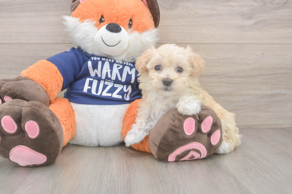 6 week old Maltipoo Puppy For Sale - Seaside Pups