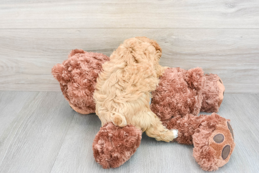 Adorable Maltepoo Poodle Mix Puppy