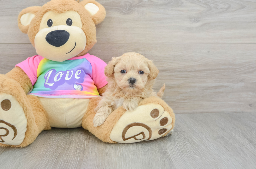 6 week old Maltipoo Puppy For Sale - Seaside Pups