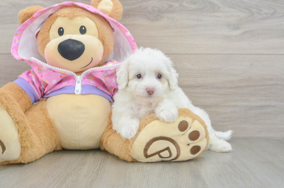6 week old Maltipoo Puppy For Sale - Seaside Pups
