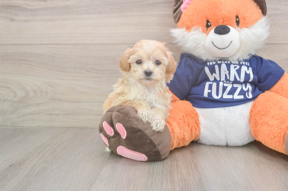 6 week old Maltipoo Puppy For Sale - Seaside Pups
