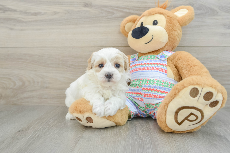 5 week old Maltipoo Puppy For Sale - Seaside Pups