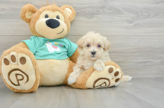 Maltipoo Pup Being Cute