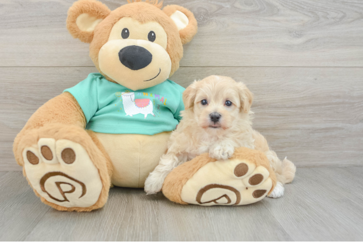 Maltipoo Pup Being Cute