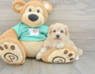 8 week old Maltipoo Puppy For Sale - Seaside Pups