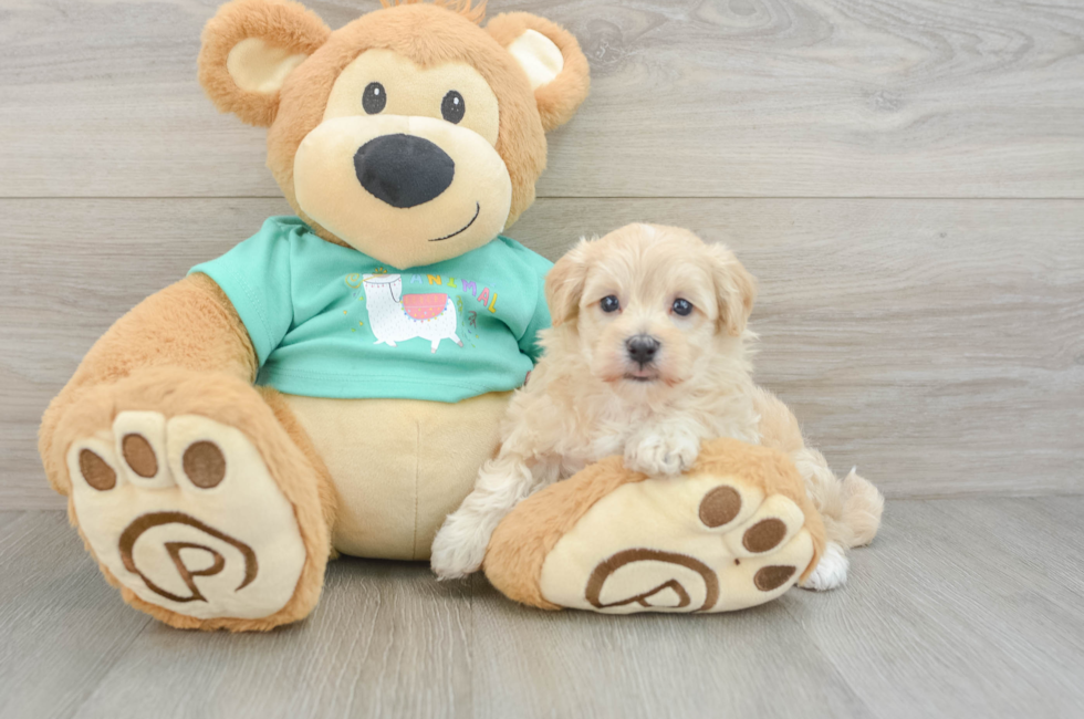 6 week old Maltipoo Puppy For Sale - Seaside Pups