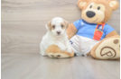 Maltipoo Puppy for Adoption