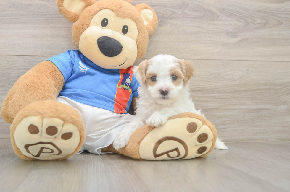 5 week old Maltipoo Puppy For Sale - Seaside Pups