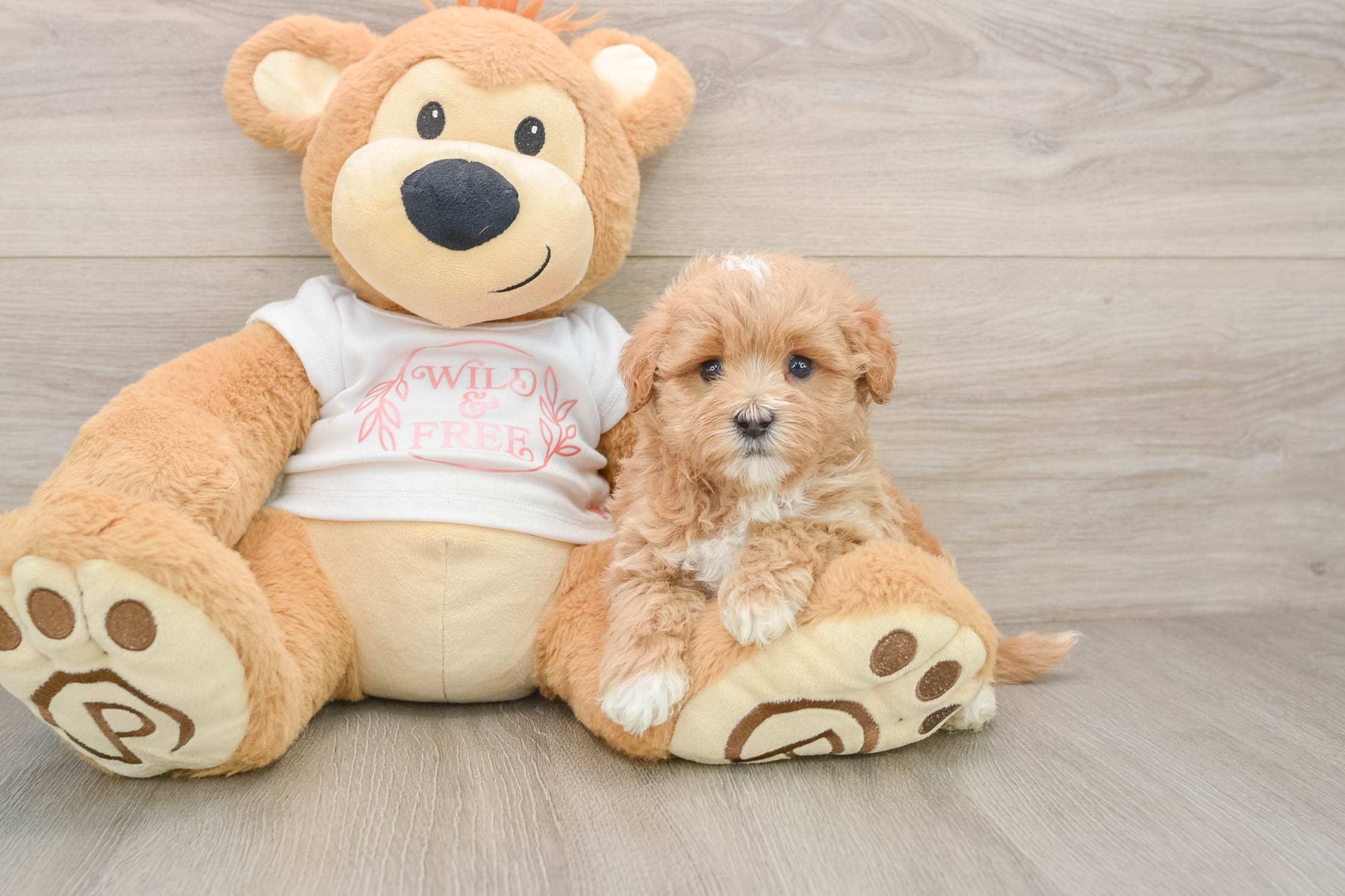 Maltipoo Puppy for Adoption
