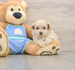 6 week old Maltipoo Puppy For Sale - Seaside Pups
