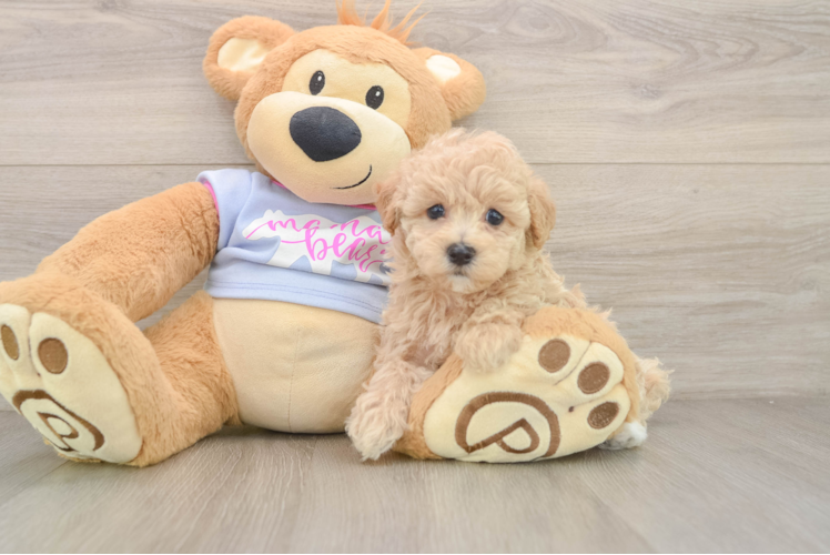 Energetic Malt Oodle Poodle Mix Puppy