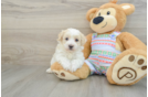 Best Maltipoo Baby