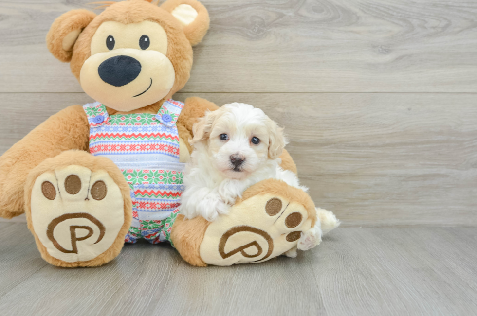 5 week old Maltipoo Puppy For Sale - Seaside Pups