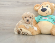 8 week old Maltipoo Puppy For Sale - Seaside Pups
