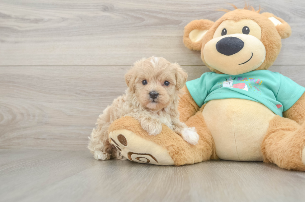 5 week old Maltipoo Puppy For Sale - Seaside Pups