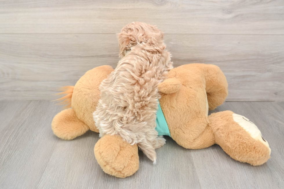 Playful Maltidoodle Poodle Mix Puppy