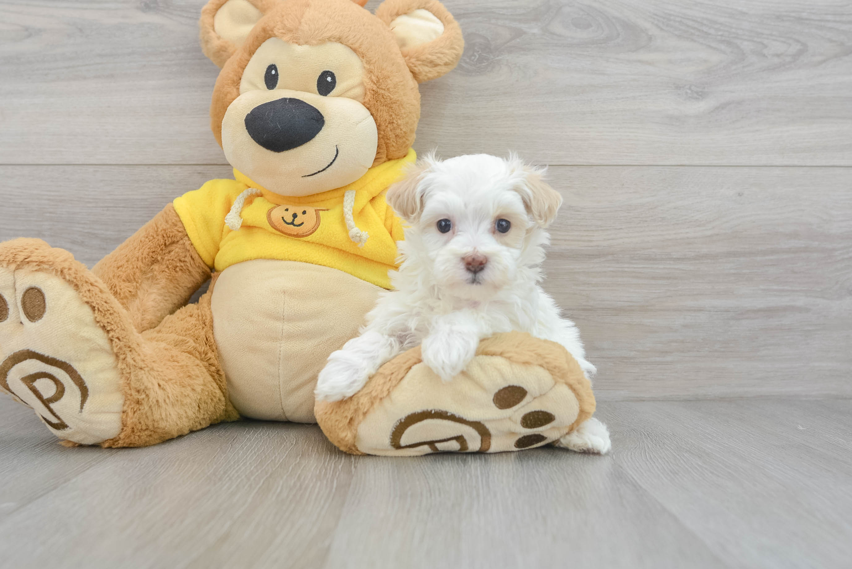 Adorable Maltepoo Poodle Mix Puppy