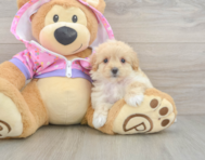 8 week old Maltipoo Puppy For Sale - Seaside Pups