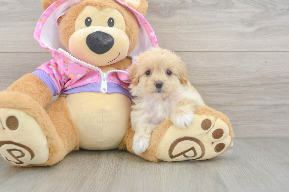 6 week old Maltipoo Puppy For Sale - Seaside Pups