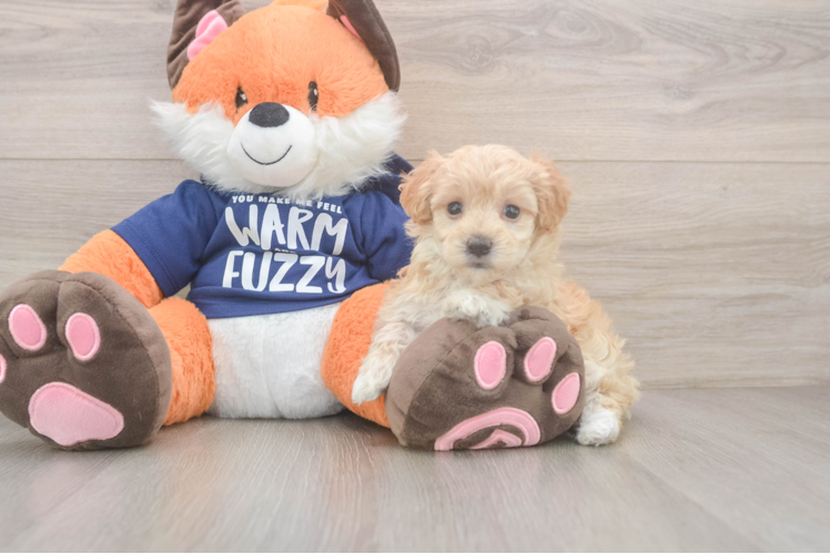 Maltipoo Puppy for Adoption