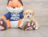 9 week old Maltipoo Puppy For Sale - Seaside Pups
