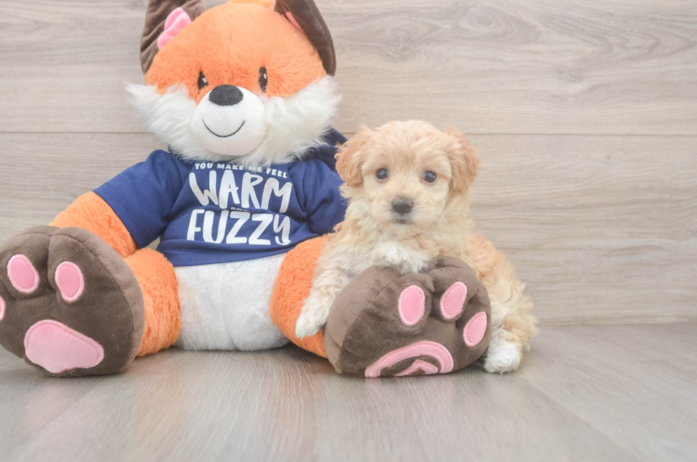 6 week old Maltipoo Puppy For Sale - Seaside Pups