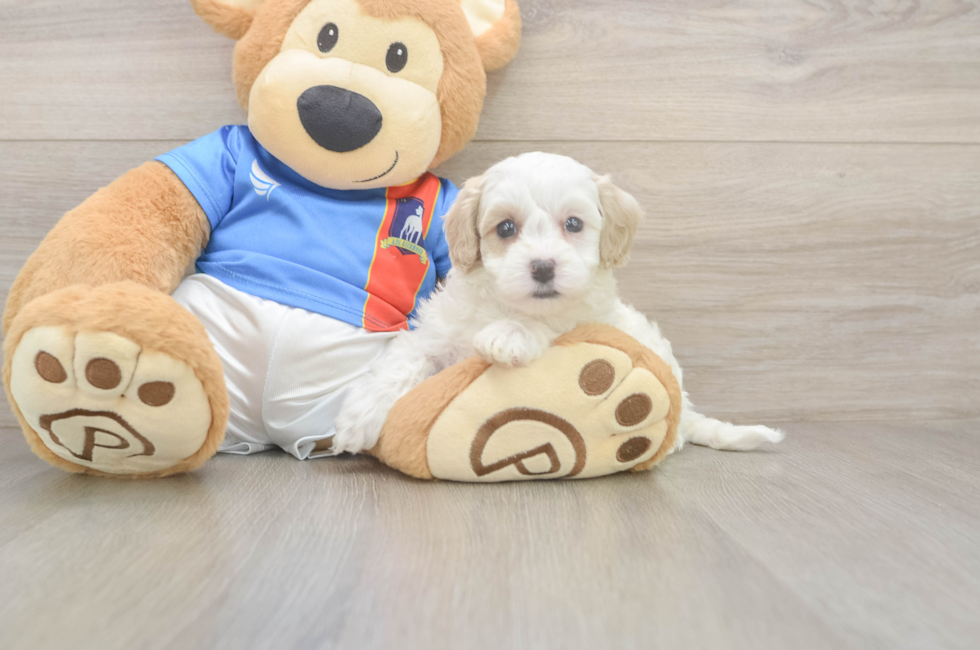 5 week old Maltipoo Puppy For Sale - Seaside Pups