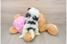 Playful Maltepoo Poodle Mix Puppy