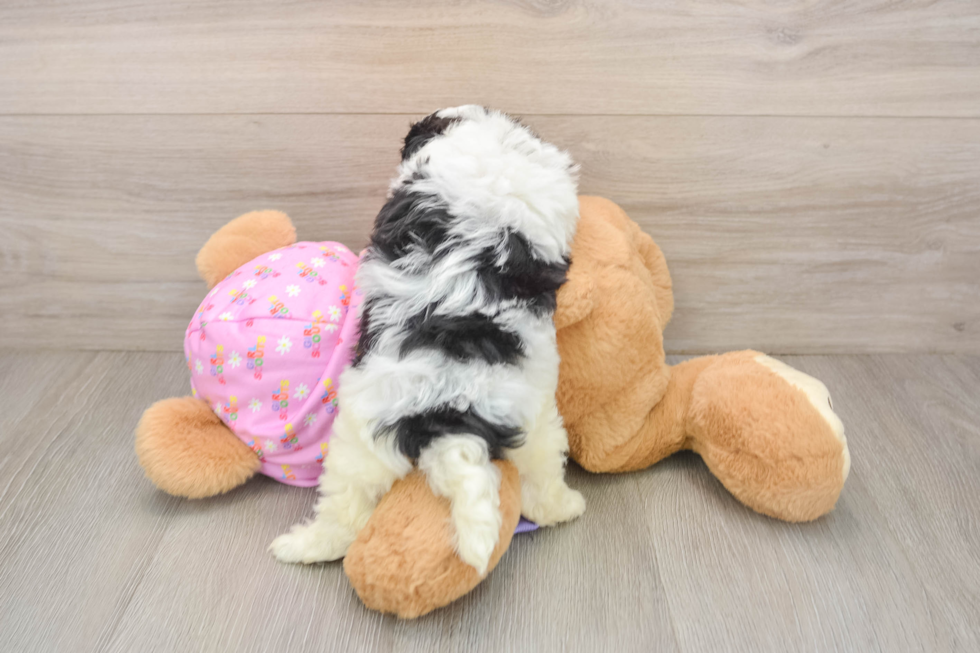 Playful Maltepoo Poodle Mix Puppy