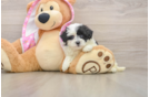 Small Maltipoo Baby