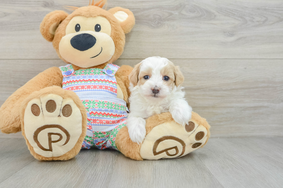 5 week old Maltipoo Puppy For Sale - Seaside Pups