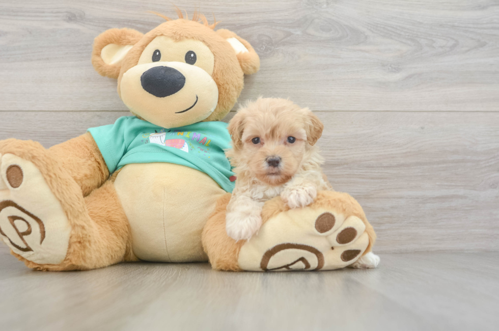 5 week old Maltipoo Puppy For Sale - Seaside Pups