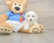 9 week old Maltipoo Puppy For Sale - Seaside Pups