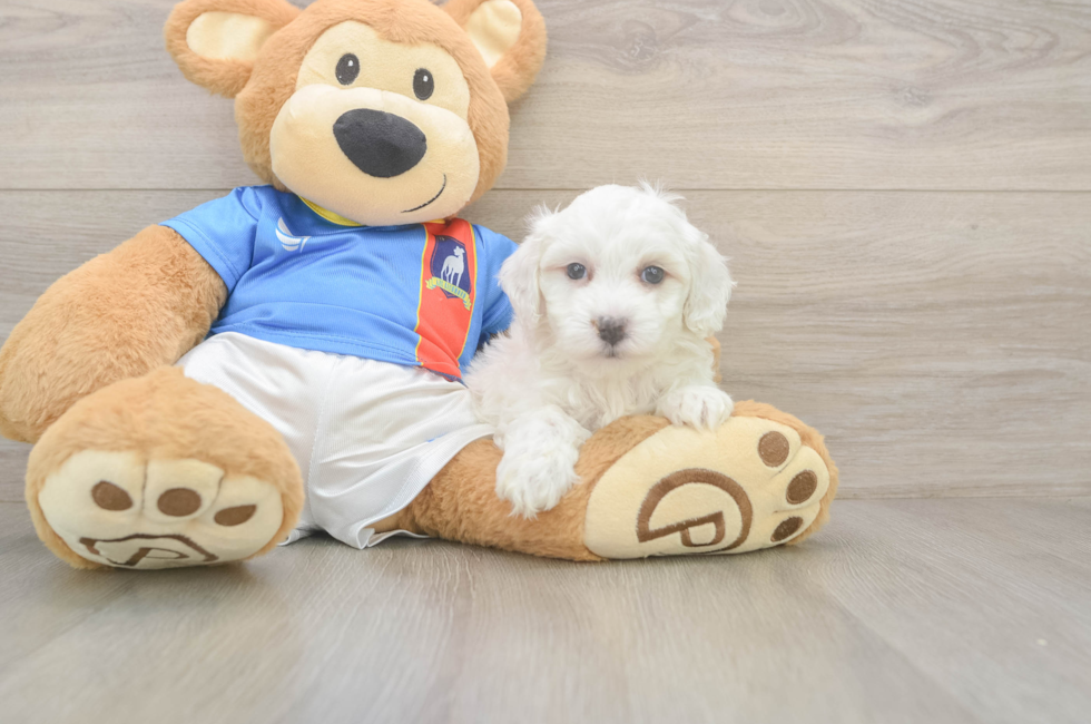 5 week old Maltipoo Puppy For Sale - Seaside Pups